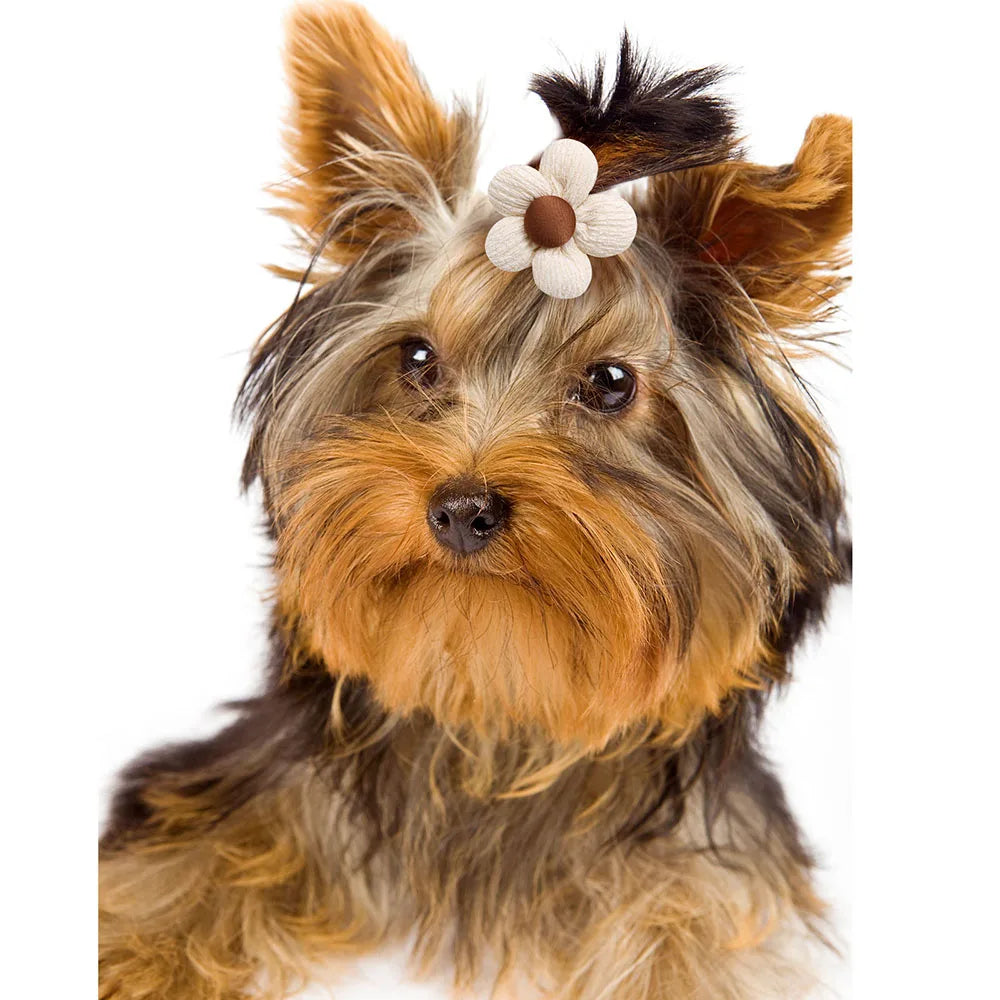Pet hair Accessories